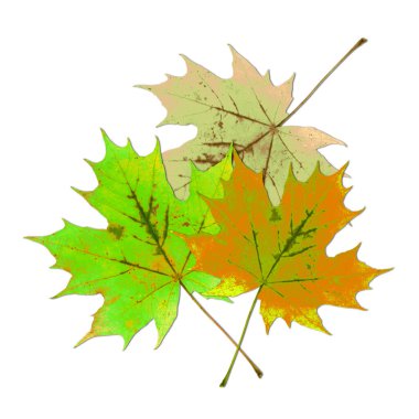 Beyaz arka planda üç renkli akçaağaç yaprağı