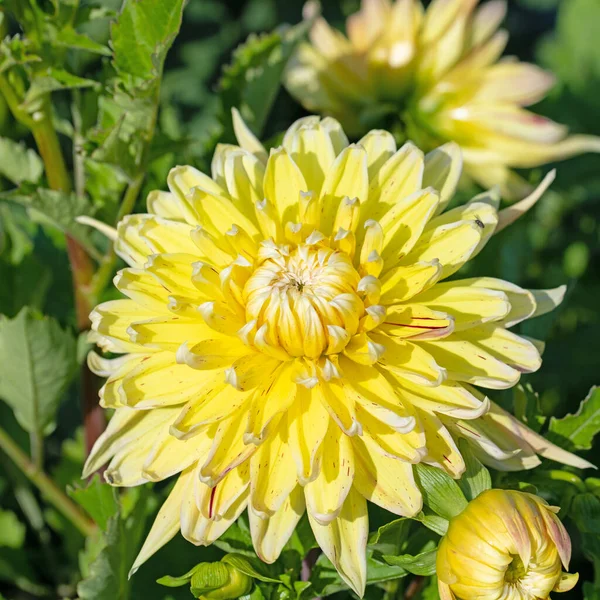 Dahlias Fleurs Dans Jardin — Photo