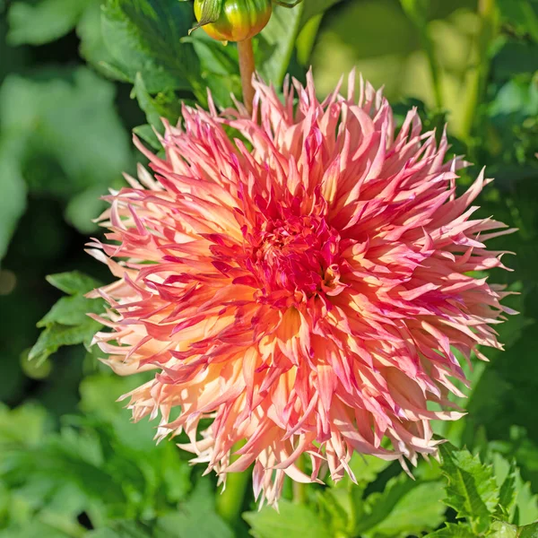 Dahlias Fleurs Dans Jardin — Photo