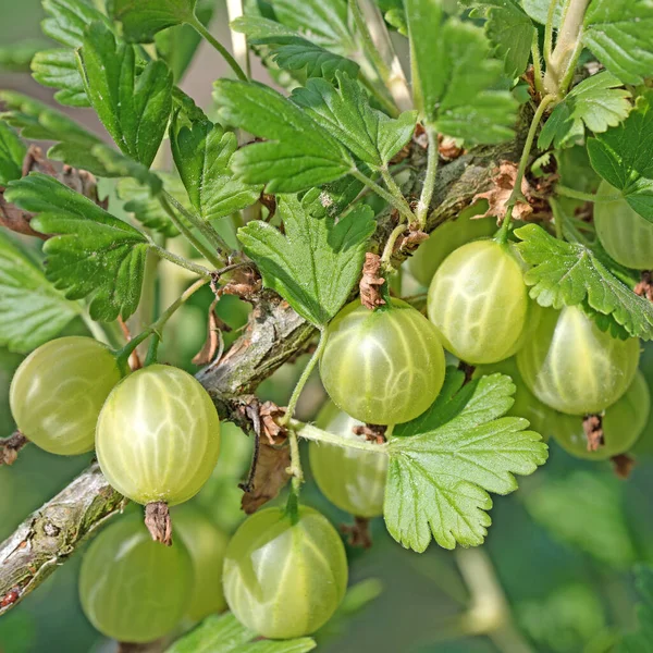 Grosellas Los Arbustos — Foto de Stock