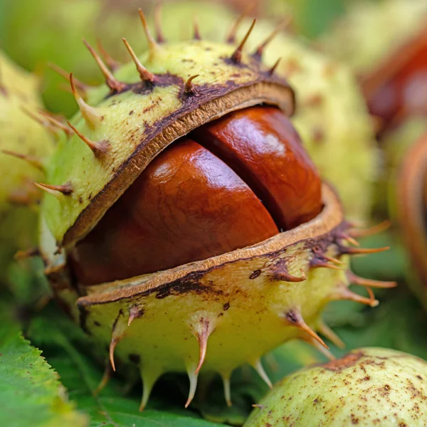 Cavallo Bianco Castagno Esculus Hippocastanum Ravvicinato — Foto Stock