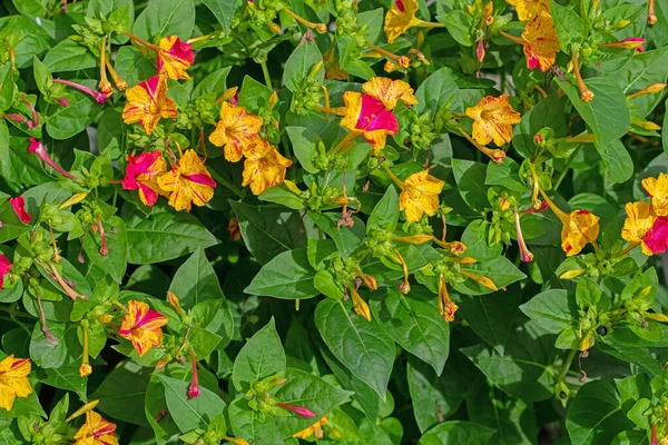 Blühende Wunderblume Mirabilis Jalapa — Stockfoto