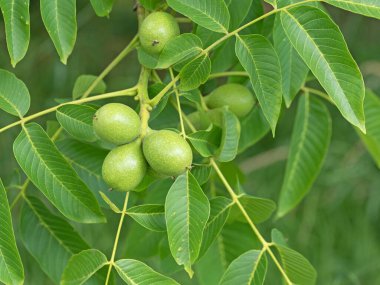 Ağaçta yeşil cevizler