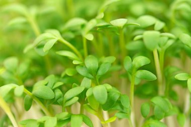 Bahçe teresi, Lepidium sativum, yakın plan.