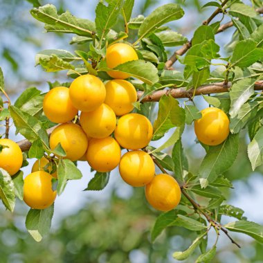 Ağaçtaki sarı mirabelle erikleri
