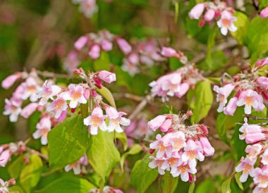 Çiçekli Kolkwitzie, Kolkwitzia amabilis, ilkbaharda