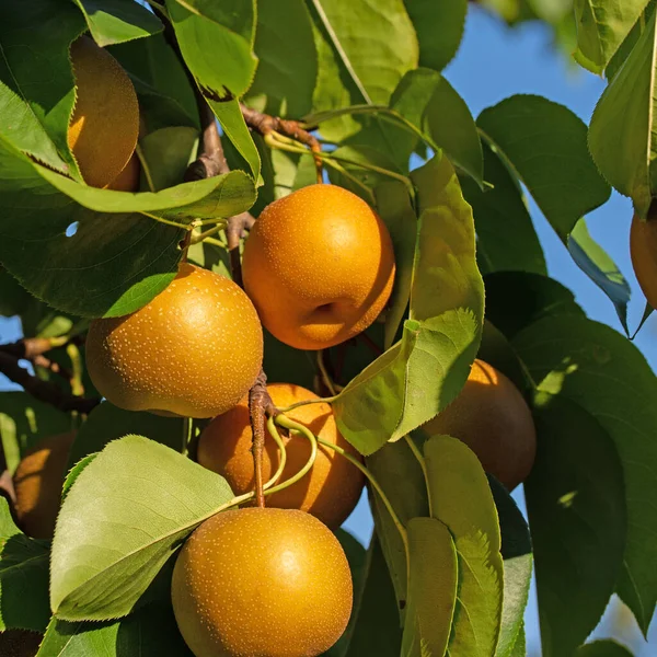 Poires Nashi Pyrus Pyrifolia Sur Arbre — Photo