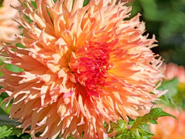 Bahçede çiçek açan portakal çiçekleri