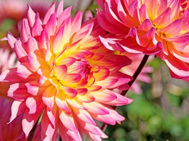 Bahçede çiçek açan pembe yıldız çiçekleri