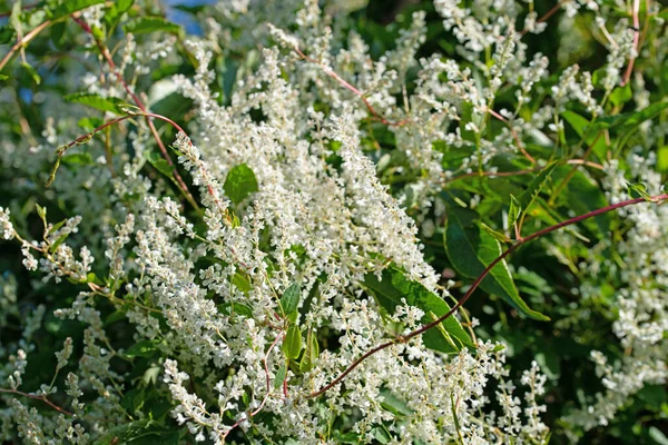 Kvetoucí Plevel Fallopia Aubertii Létě — Stock fotografie