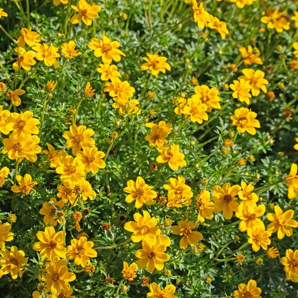 Flor Bidens Jardín Flores Amarillas — Foto de Stock