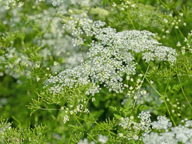 Çiçekli yaban havucu, Daucus carota