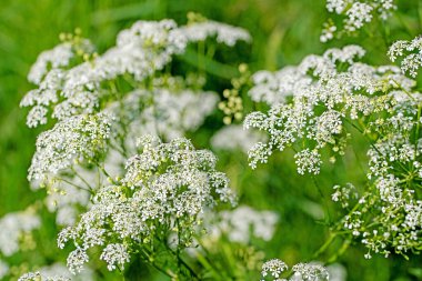 Vahşi havuç, daucus carota