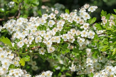 Çiçek açan dikenler, krataegus, baharda