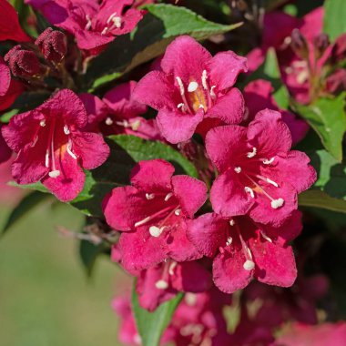 Çiçekli Weigelia, Weigela, baharda
