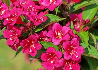 Baharda çiçek açan Weigela