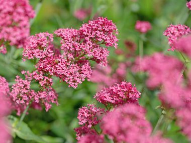Kırmızı mahmuz çiçeği, santranthus ruber, yakın planda.