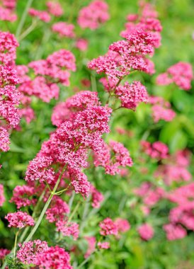 Kırmızı mahmuz çiçeği, Centranthus Ruber, bahçede.