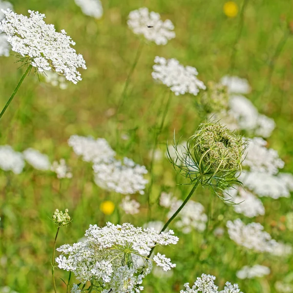 Vahşi havuç, daucus carota