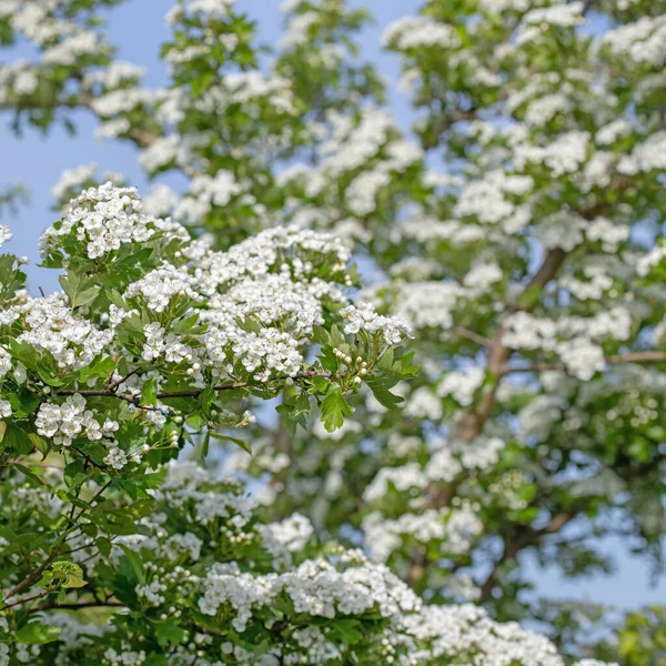 Цветущий Боярышник Кратегус Весной — стоковое фото