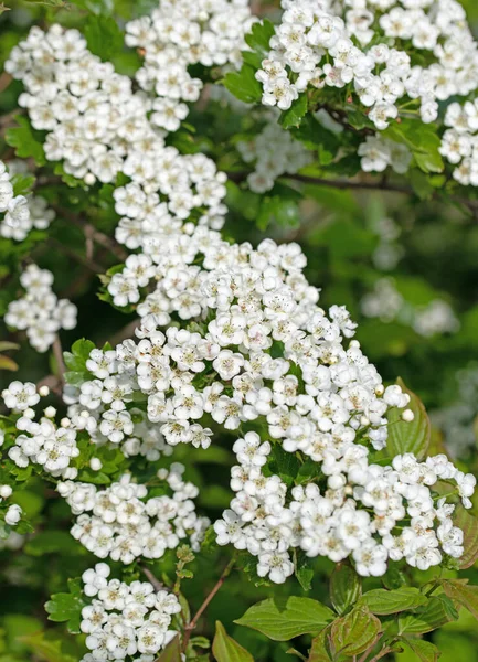 Espino Flor Crataegus Primavera —  Fotos de Stock