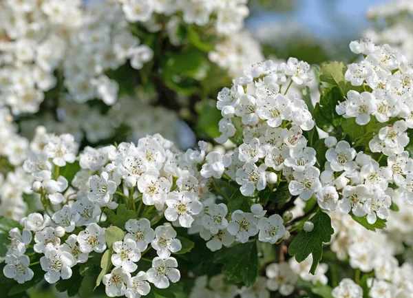 Espino Flor Crataegus Primavera — Foto de Stock