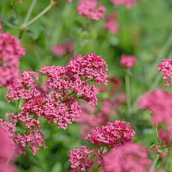 Piros Sarkantyú Virág Centranthus Ruber Közelről — Stock Fotó