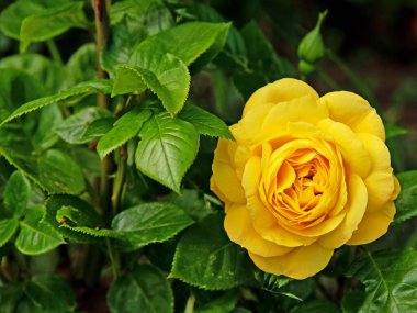 Bahçedeki sarı güller