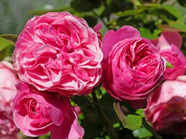 Bahçede açan asil güller