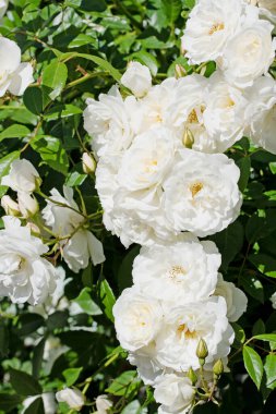 Bahçede açan beyaz asil güller