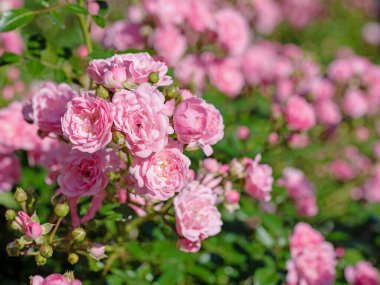 Bahçede açan asil güller