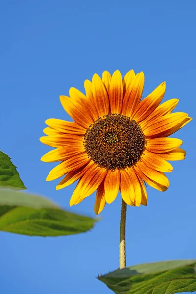 Girasol Flor Contra Cielo Azul —  Fotos de Stock