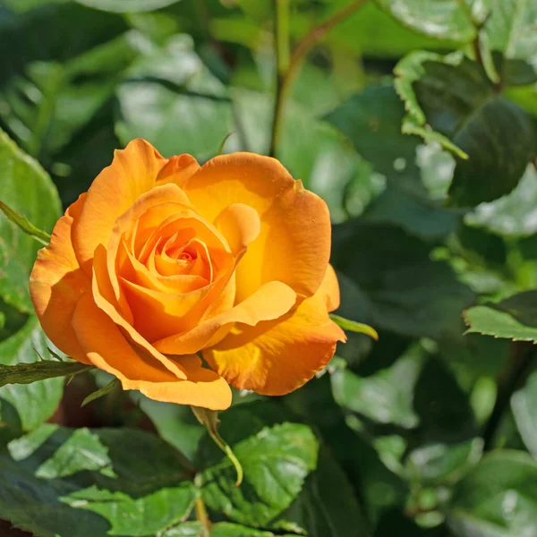 Bahçede açan asil güller