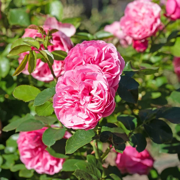 Bahçede açan pembe soylu güller