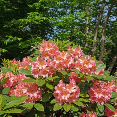 Baharda açan portakal rengi rhododendron