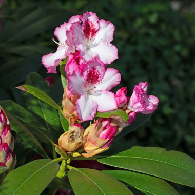 Pembe ve beyaz çiçek açan rhododendron