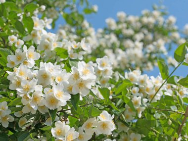 Baharda çiçek açan filadelphus coronarius