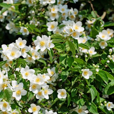 Çiçek açan Avrupa boru çalısı, β delphus coronarius