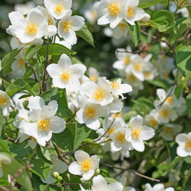 Baharda çiçek açan filadelphus coronarius