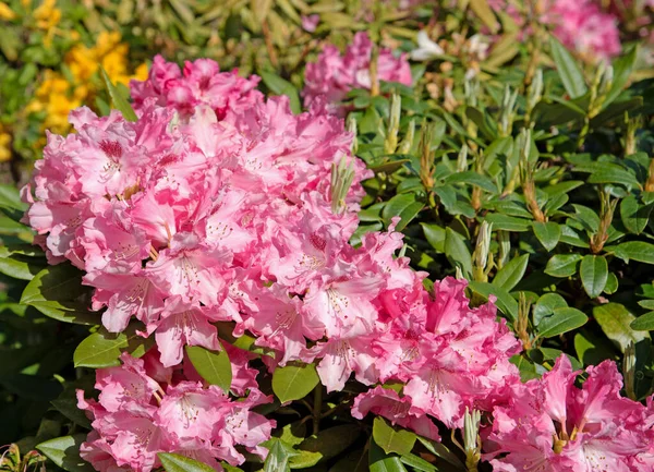 Baharda açan pembe rhododendron