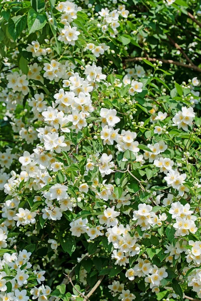 Blühender Europäischer Pfeifenstrauch Philadelphus Coronarius — Stockfoto