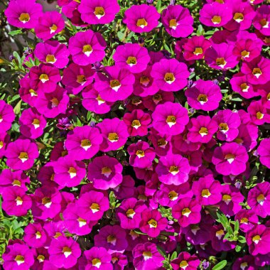 Yazın çiçek açan petunyalar