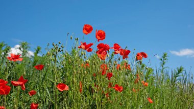 Kırmızı mısır haşhaşı, papaver rhoeas, mavi gökyüzüne karşı