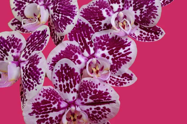 Orchideen Orchidaceae Isoliert Vor Rotem Hintergrund — Stockfoto