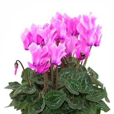 Beyaz arkaplana karşı çiçek açan siklamen