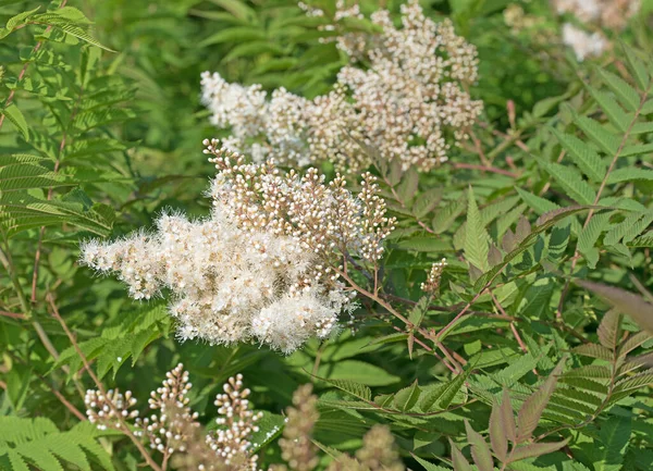 Blühende Prachtspiere Astilbe Weiß — Stockfoto