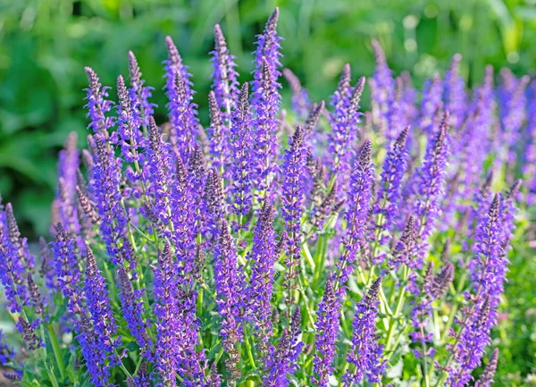 Violet Flowing Garden Sage Salvia Nemorosa Garden — 스톡 사진