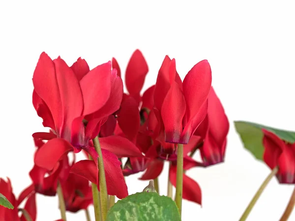 Blossoming cyclamen against a white background — Stock Image Blossoming Cyclamen White Background Stock Image
