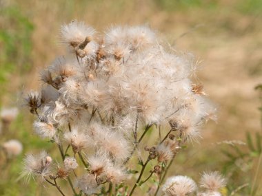 Solgun çizik devedikeni, sirsiyum yükselmesi, tohum oluşumu