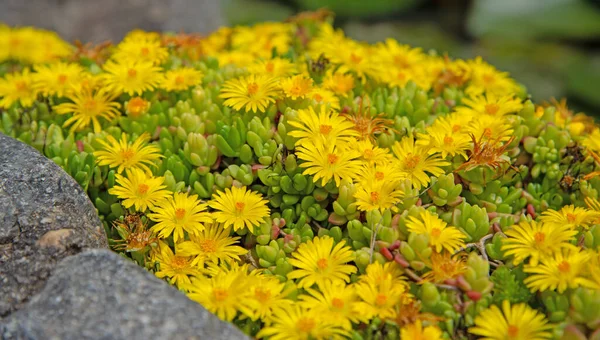Delosperma Nubigenum Sárga Virágai Tavasszal — Stock Fotó